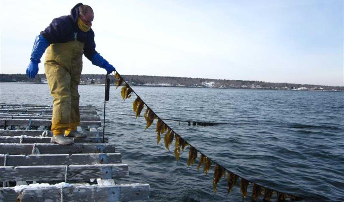 CLIMATE CHANGE, OCEAN ACIDIFICATION MITIGATION IN MARINE VEGETATION