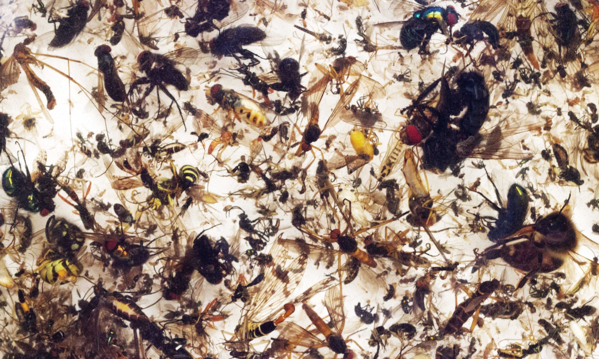 The rate of insect extinction is eight times faster than that of mammals, birds and reptiles. Photograph: Courtesy of Entomologisher Verein Krefeld