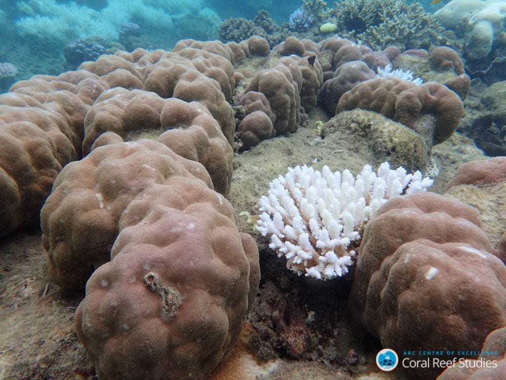 A severely bleached branching coral among the minimally bleached boulder coral. (Gergely Torda/ARC Centre of Excellence for Coral Reef Studies) Global warming - coral reef - fish habitat - ocean