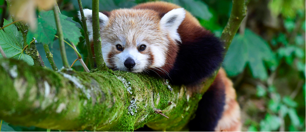 The endangered Red Panda has a wild population of less than 10,000 mature individuals-Image: REUTERS/Rebecca Naden