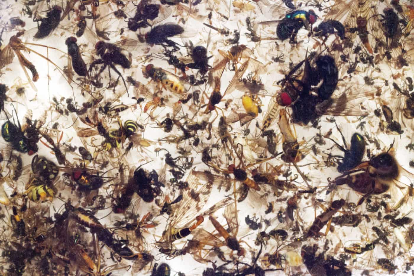 Three-quarters of flying insects in nature reserves across Germany have vanished in 25 years, with serious implications for all life on Earth, scientists say insects - pollution -wild life