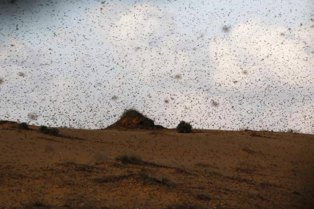 Swarm of locusts