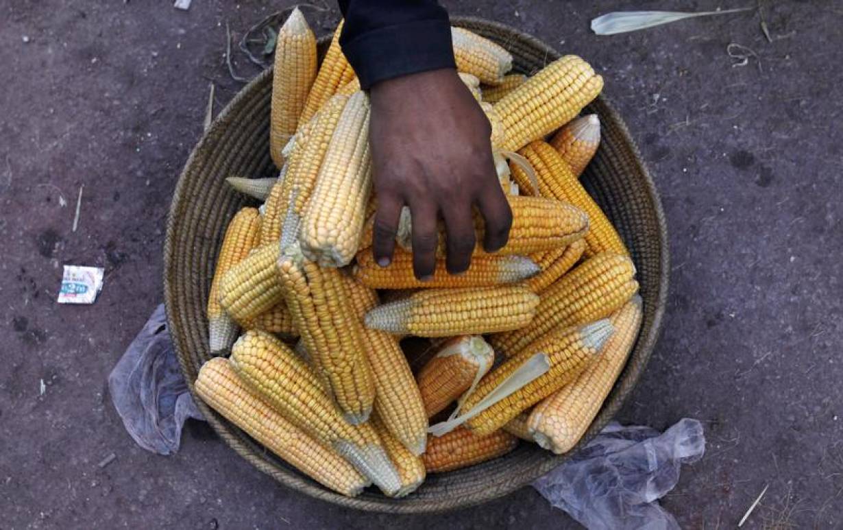 Bushel of corn with hand in it